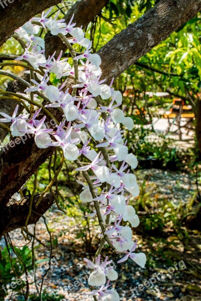 Wild Orchid Orchid White Violet Blossom Bloom