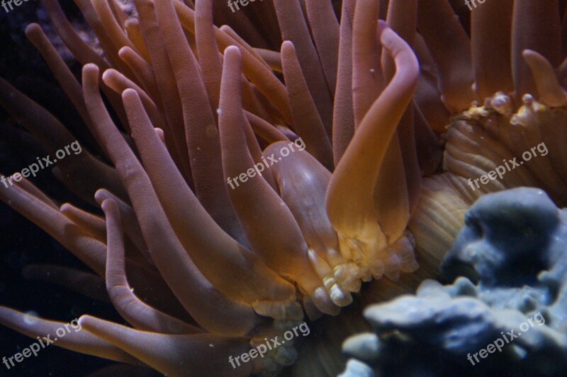 Coral Mollusk Underwater Ocean Sea