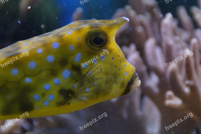 Boxfish Portrait Head Underwater Underwater World