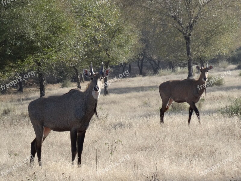 Great Indian Antelope Antelope Nilgai Blue Bull Deer