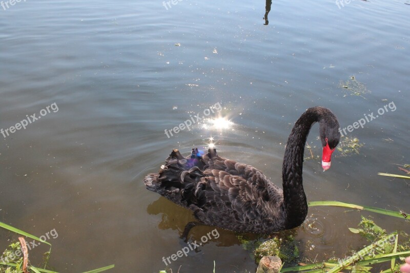 Swan Black Lake Bank Free Photos