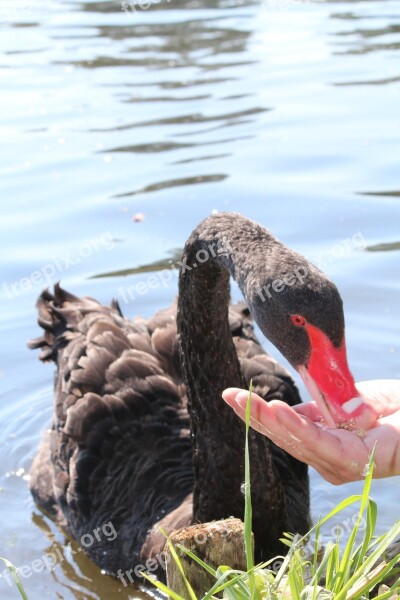 Swan Black Feed Hand Lake