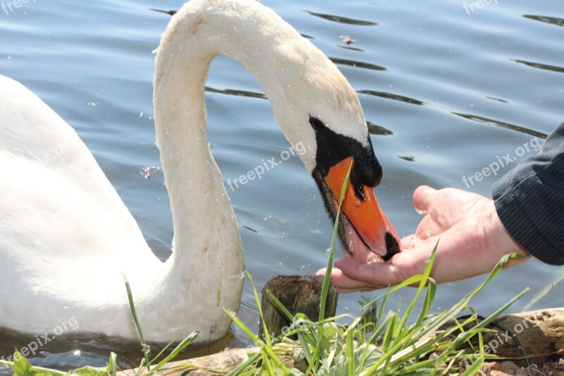 Vacations Swan White Feed Hand