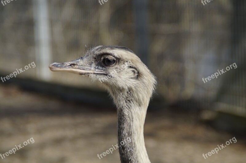 Rhea Bird Bird Flightless Bird Animal Neck