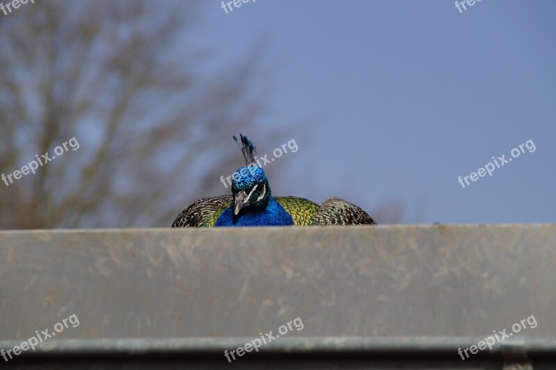 Bird Peacock Males Close Up Crouch