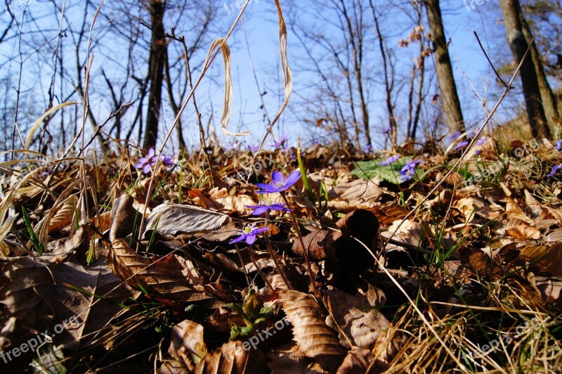 Hepatica Spring Purple Blossom Bloom