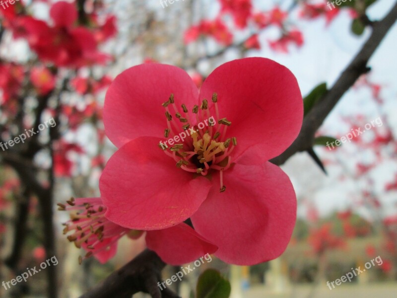 Park Begonia Pink Plant Free Photos