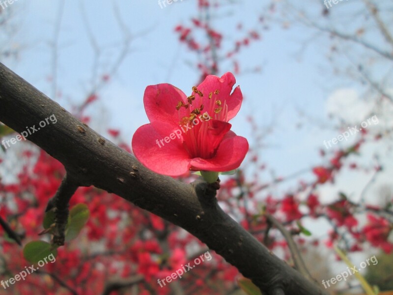 Park Begonia Pink Plant Free Photos