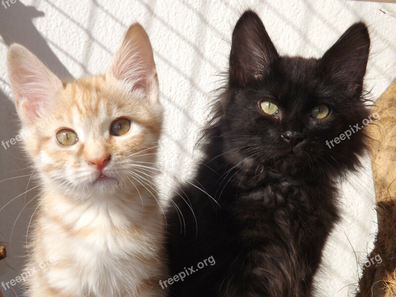 Kurilian Bobtail Cat Kitten Black Kitten Silver Red Kitten