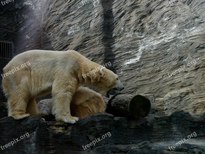 Polar Bear Roar Area White Animal