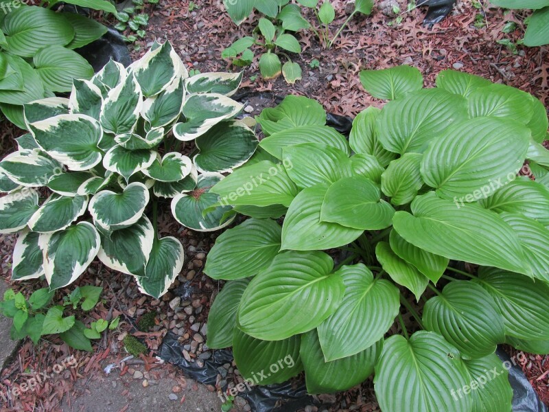 Hostas Perennial Garden Plants Shade Plants