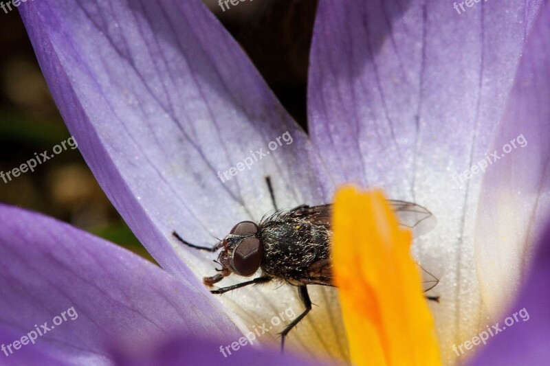 Crocus Wildform Fly Nectar Proboscis