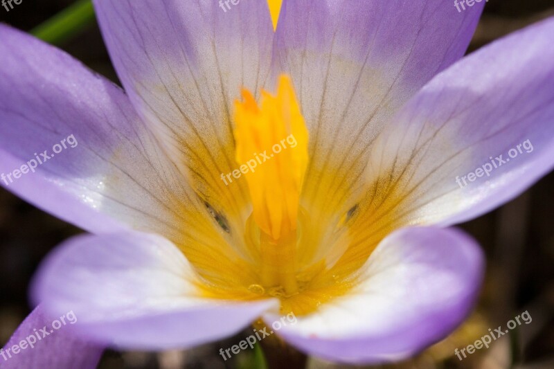 Crocus Wildform Schwertliliengewaechs Spring Crocus Flowers