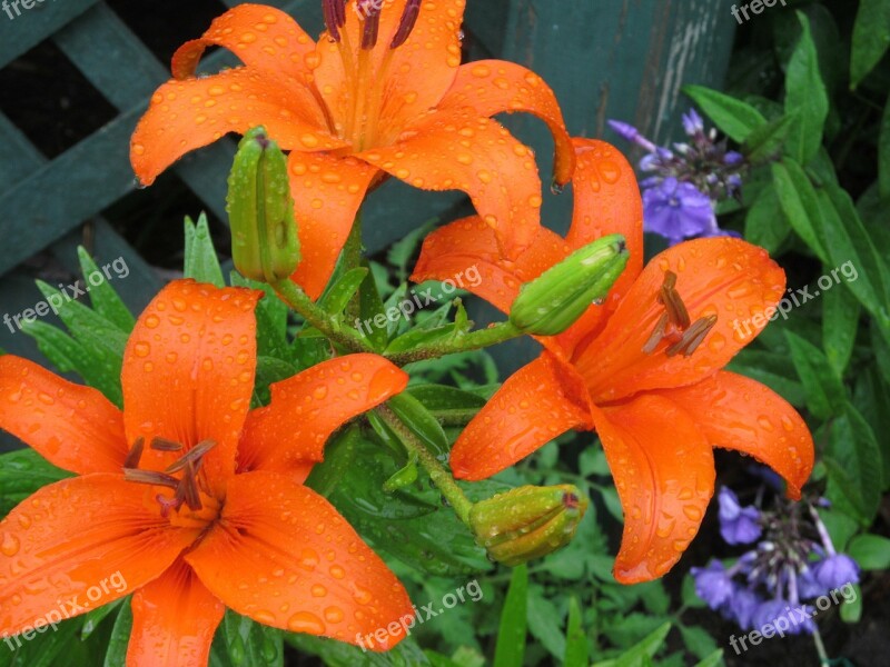 Day Lilies Daylily Summer Orange Daylily