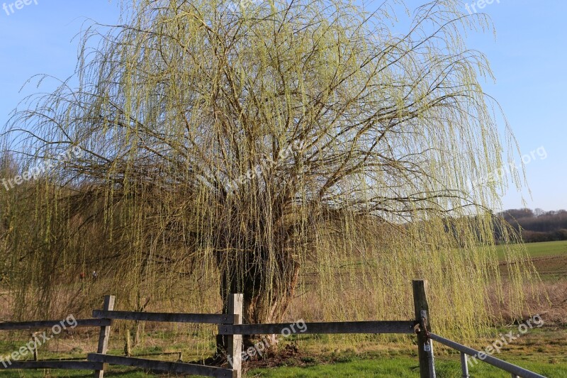 Tree Aesthetic Landscape Green Spring