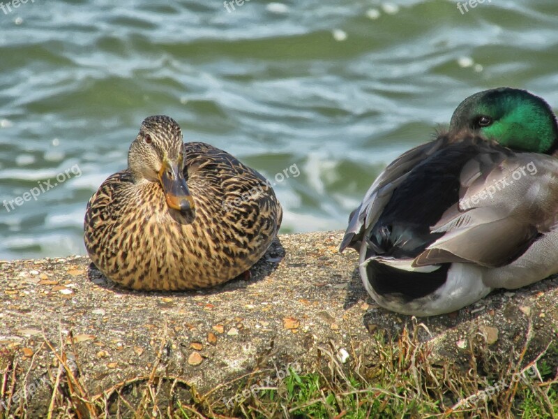 Ducks Birds Couple Water Animals