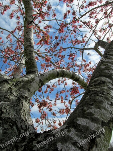 Tree Branches Leaves Sky Curves