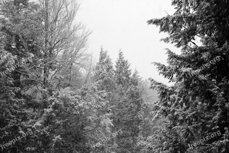 Winter Trees Sky White Landscape Black And White