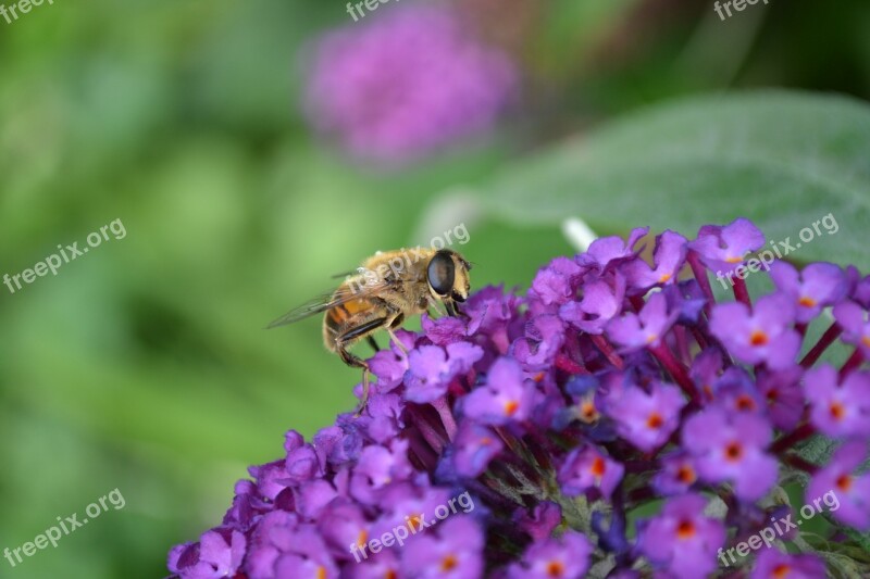 Hoverfly Hornet Mimic Volucella Zonaria Fly Insect