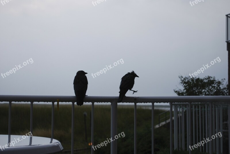 Raven Wet Rain Brothers Parapet