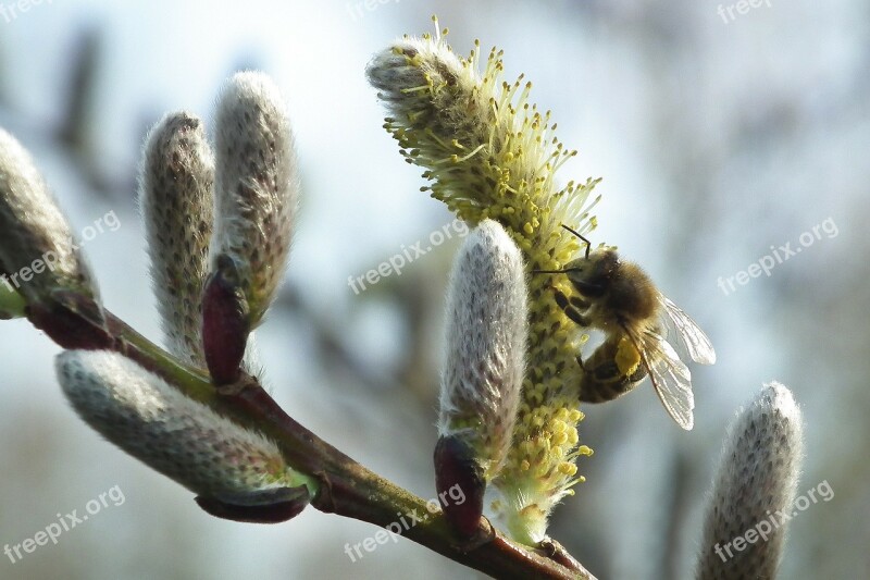 Willow Catkin Spring Grazing Greenhouse March Free Photos