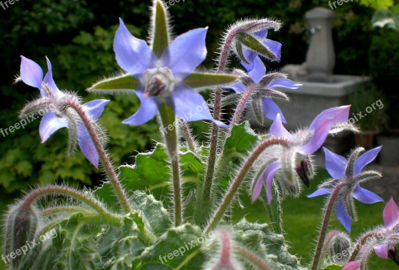 Borage Bee Garden Summer Blue