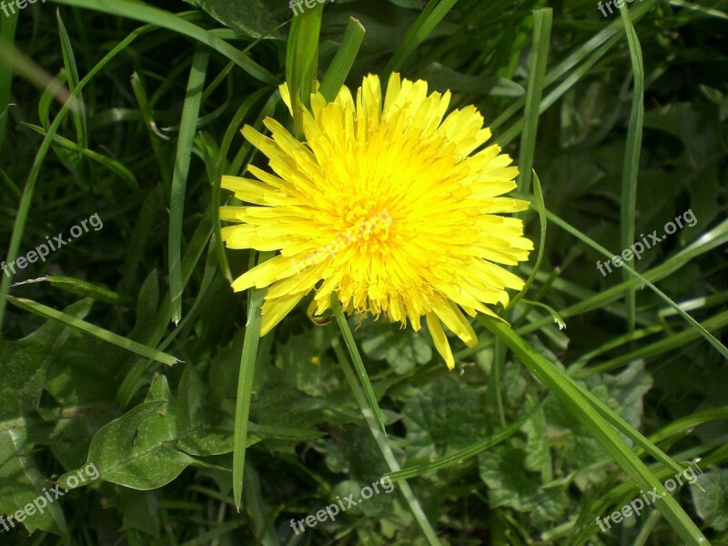 Dandelion Flower Roadside Meadow Yellow