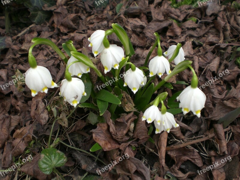 Snowflake Fruehlingsknotenblume Spring Flower White