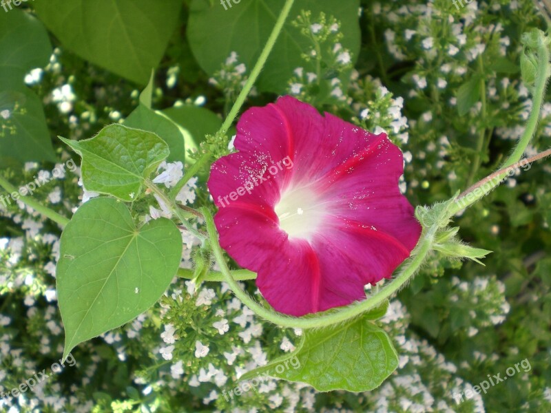 Morning Glory Morning Glories Plant Climber Plant Flora