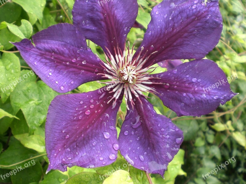 Clematis Drip Blossom Bloom Violet