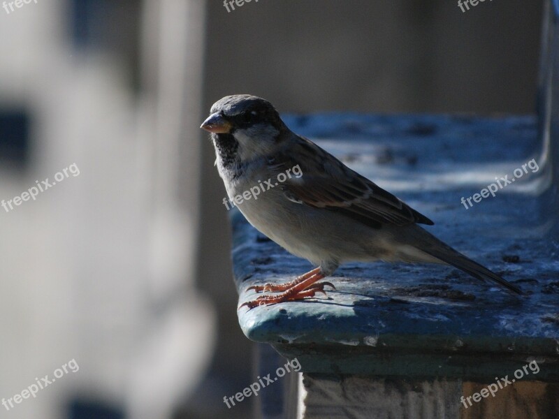 Bird The Sparrow Nature Pen Free Photos