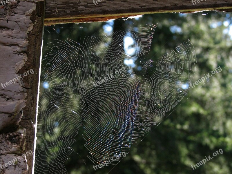 A Spider In A Cobweb Network Trap Free Photos