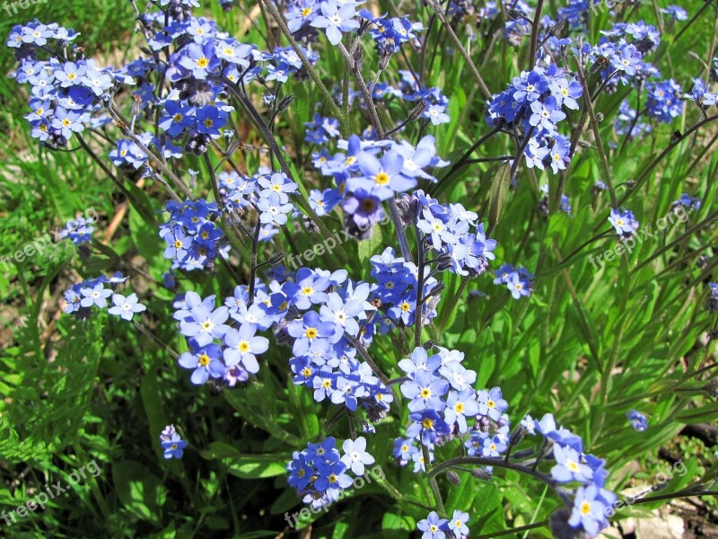 Flower Myosotis Small Blue Flowers Pet Free Photos