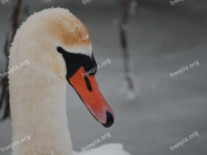 Swan Bird Winter Animals Water