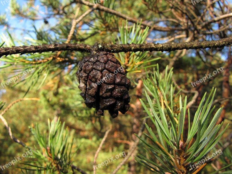 Cone Tree Pine Pine Cone Nature