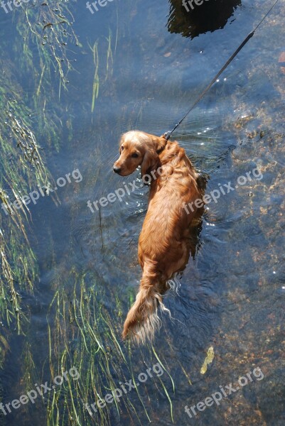 Dog Water Doggy Animal Fun