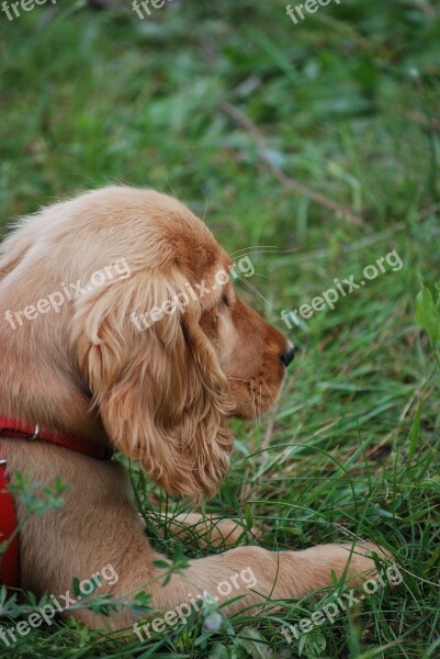 Dog Spaniel Puppy Coocker Animal