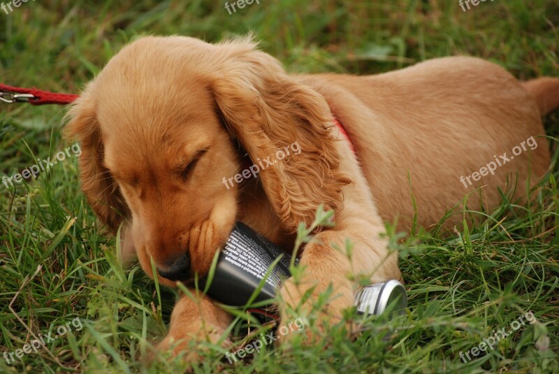 Dog Spaniel Puppy Coocker Animal