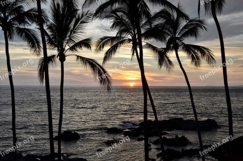 Sunset Palms Palm Trees Mexico Ocean