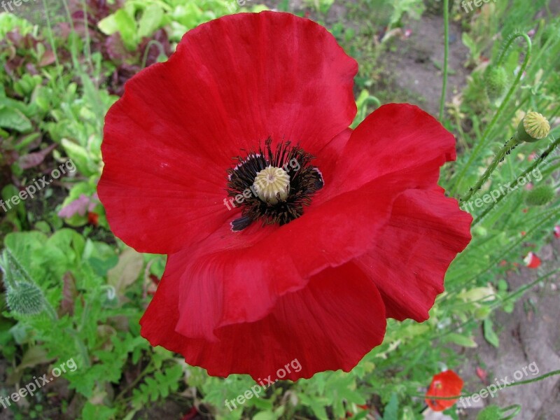 Poppy Red Flower Free Photos