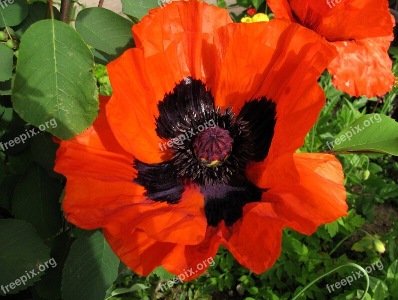 Poppy Red Flower Garden Plant Red Flower