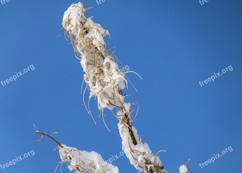 Withered Fire Weed Plant Snow Covered Blue Sky