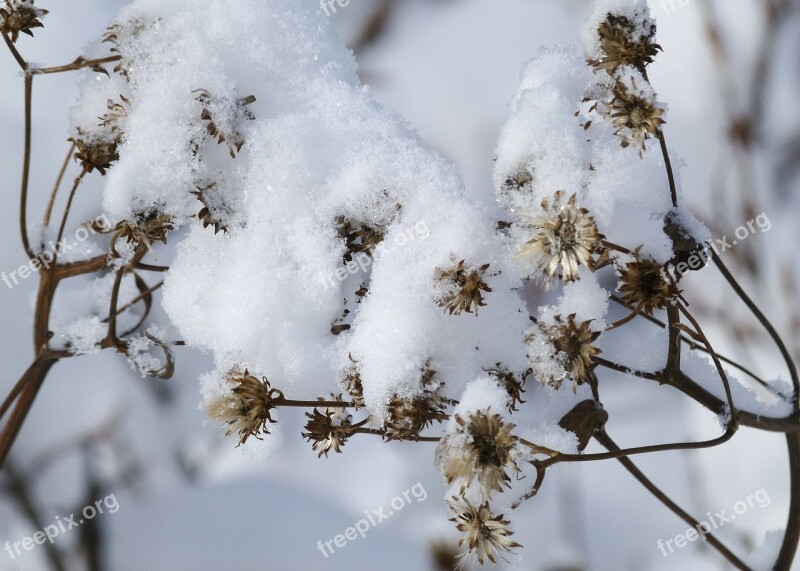 Snow Covered Wild Plant Withered Winter Cold