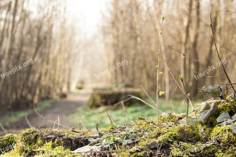 Tree Stump Moss Green Forest Undergrowth