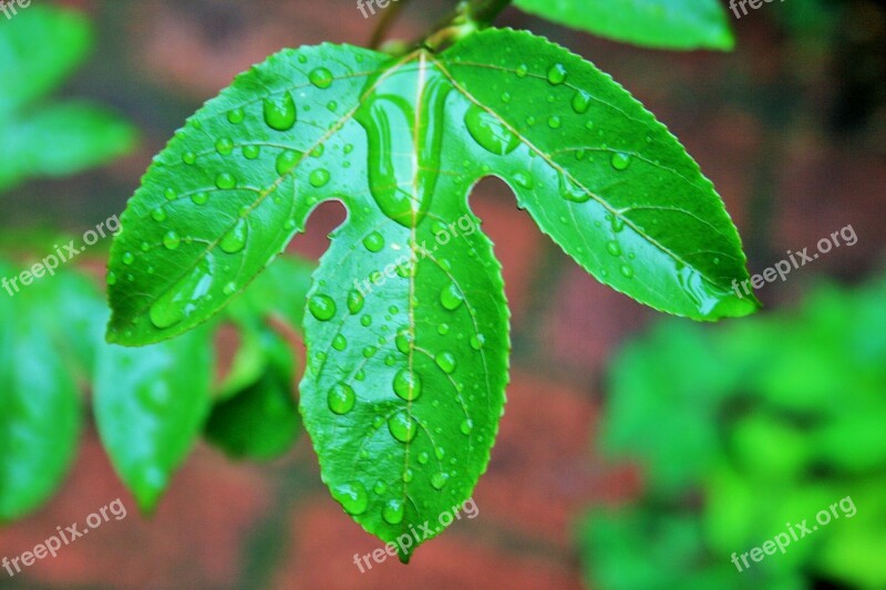 Granadilla Leaf Leaf Green Wet Drops Water