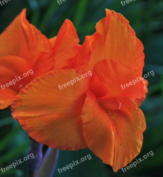 Canna Flower Flower Orange Bright Canna