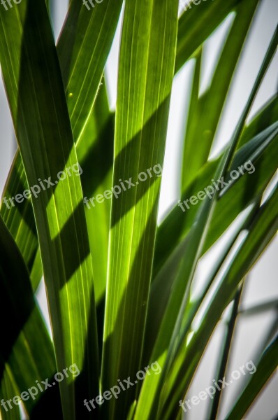 Leaves Green Shadow Play Free Photos