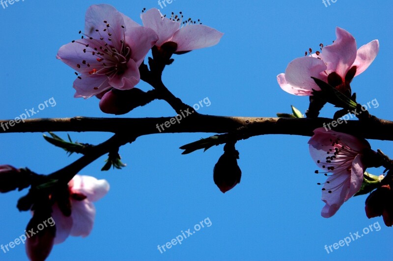 Plum Blossom Pink Branches Blue Sky