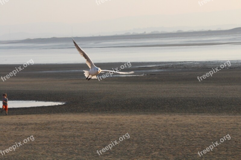 Gull Flight Beach Ebb England