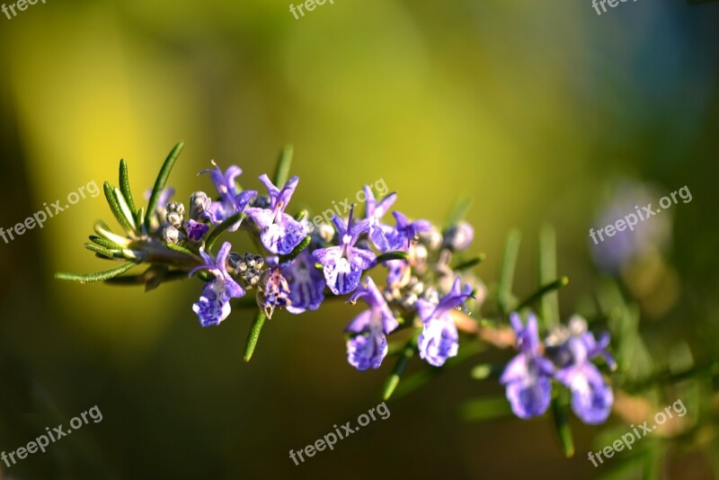 Rosemary Flower Provence Violet Green